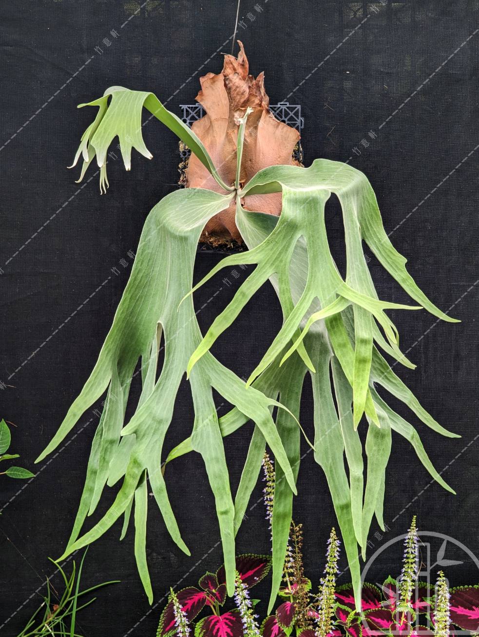 蜜月鹿角蕨